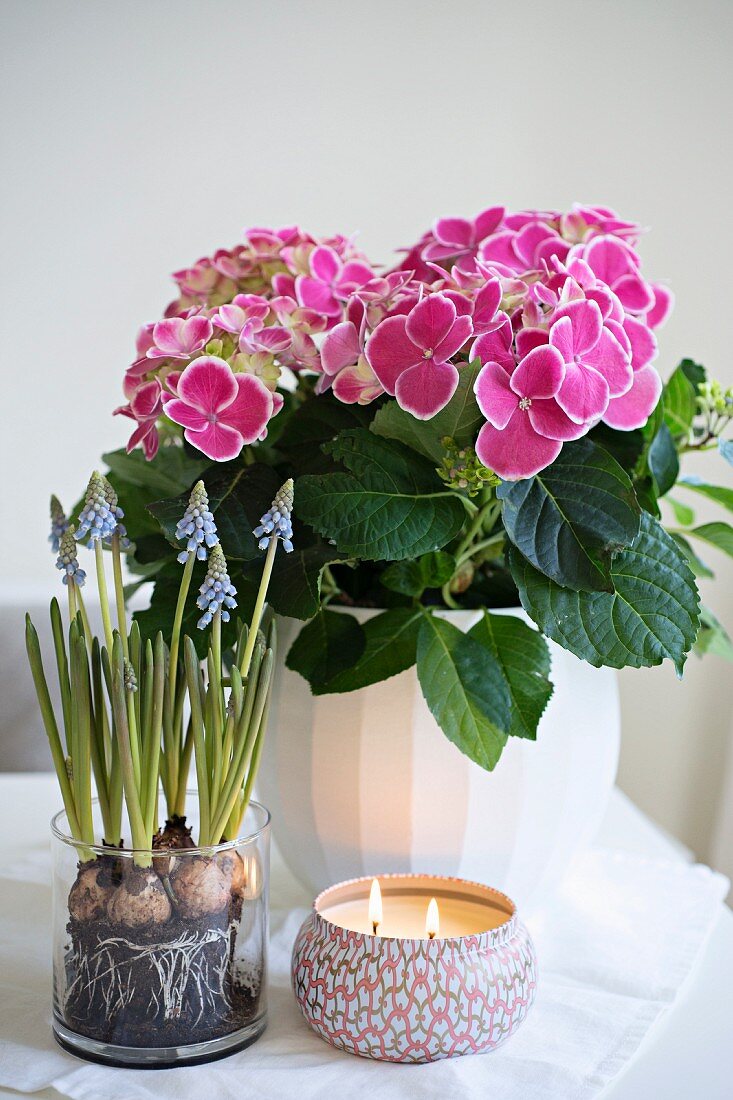 Spring arrangement of hydrangeas, grape hyacinths and candle