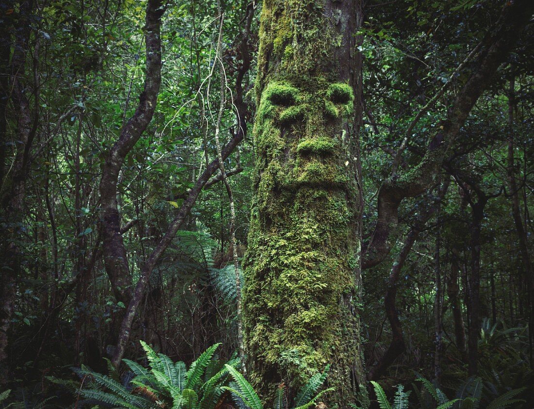 Moosbewachsener Baum mit Gesicht in düsterem Wald