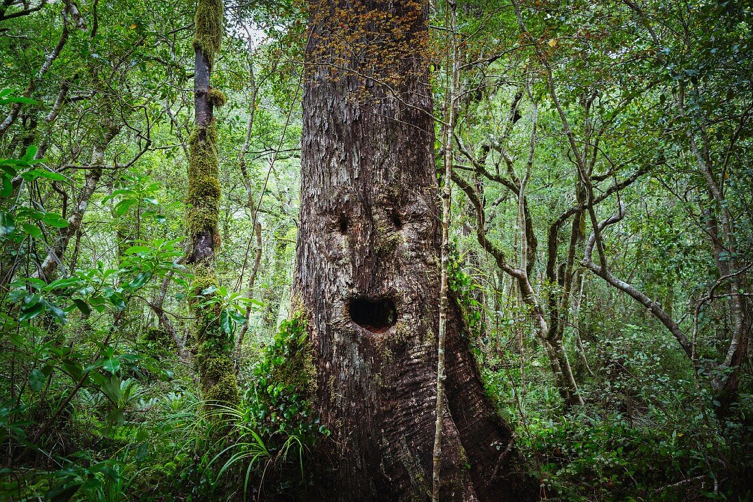 Baum mit Gesicht in dicht bewachsenem Wald