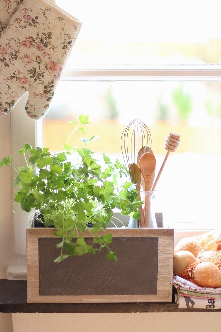 Fresh coriander and kitchen utensils on windowsill