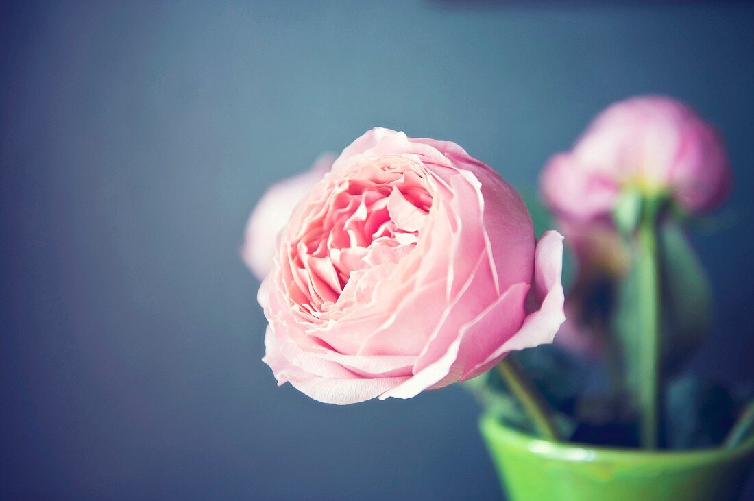 Pink roses in vase against blue background