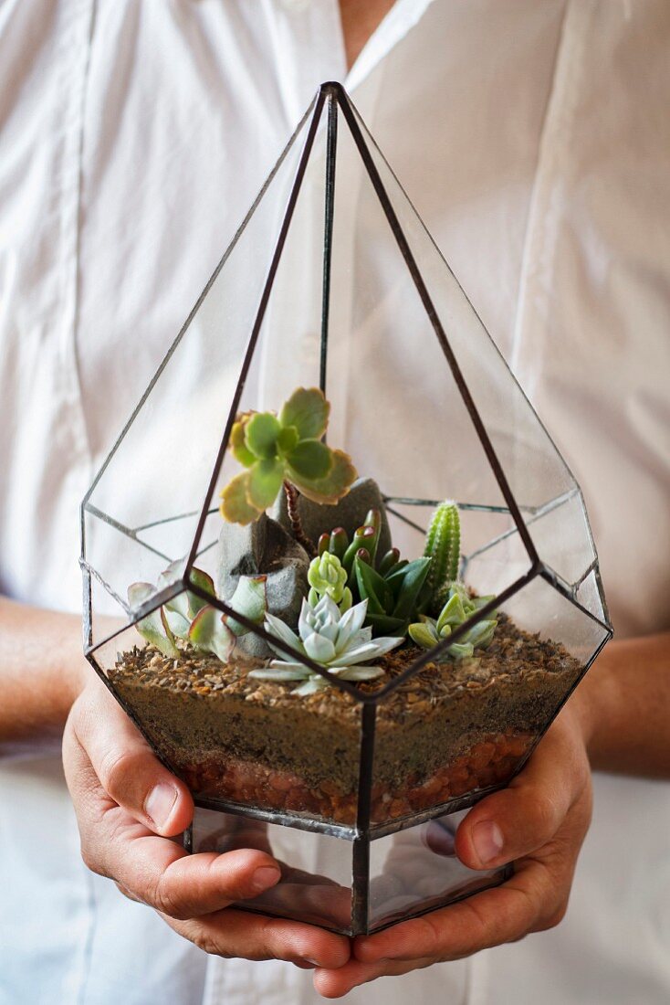Hände halten Mini-Terrarium mit Sukkulenten