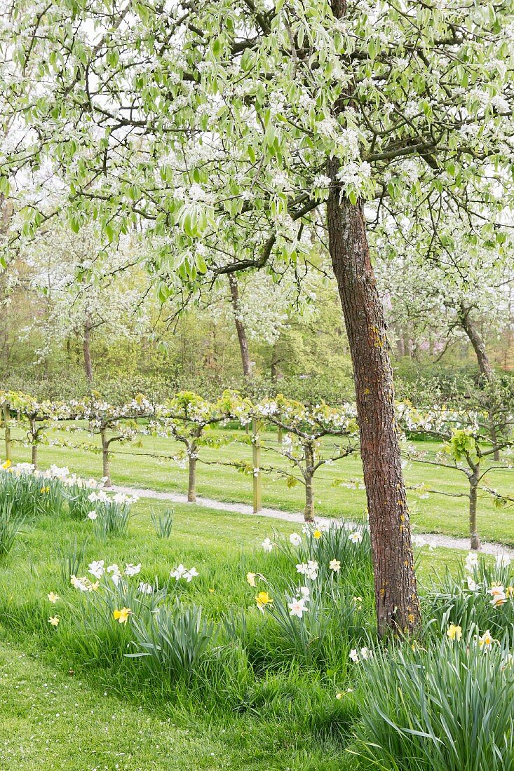 Flowering fruit trees and narcissus in orchard