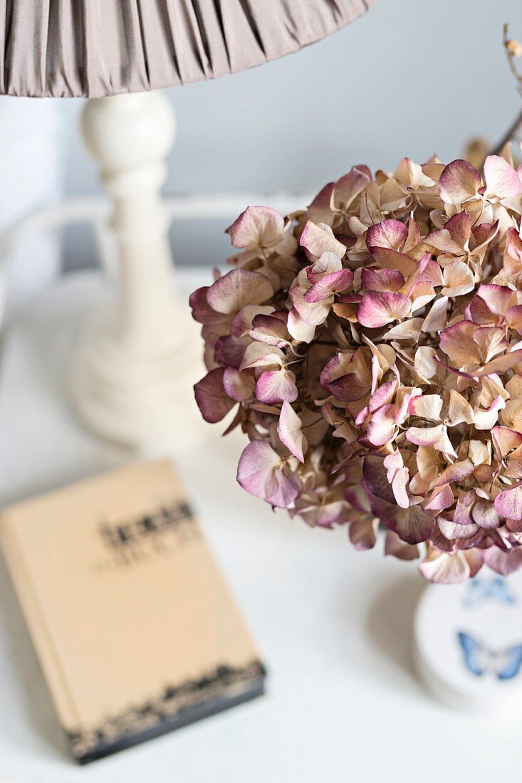 Getrocknete Hortensienblüte auf Nachttisch neben Buch und Tischleuchte