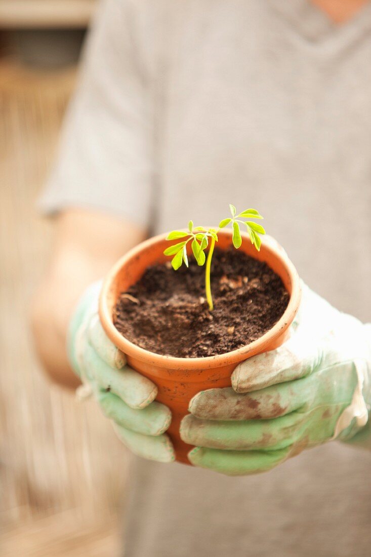 Gloved hands holding Moringa seedling in flowerpot
