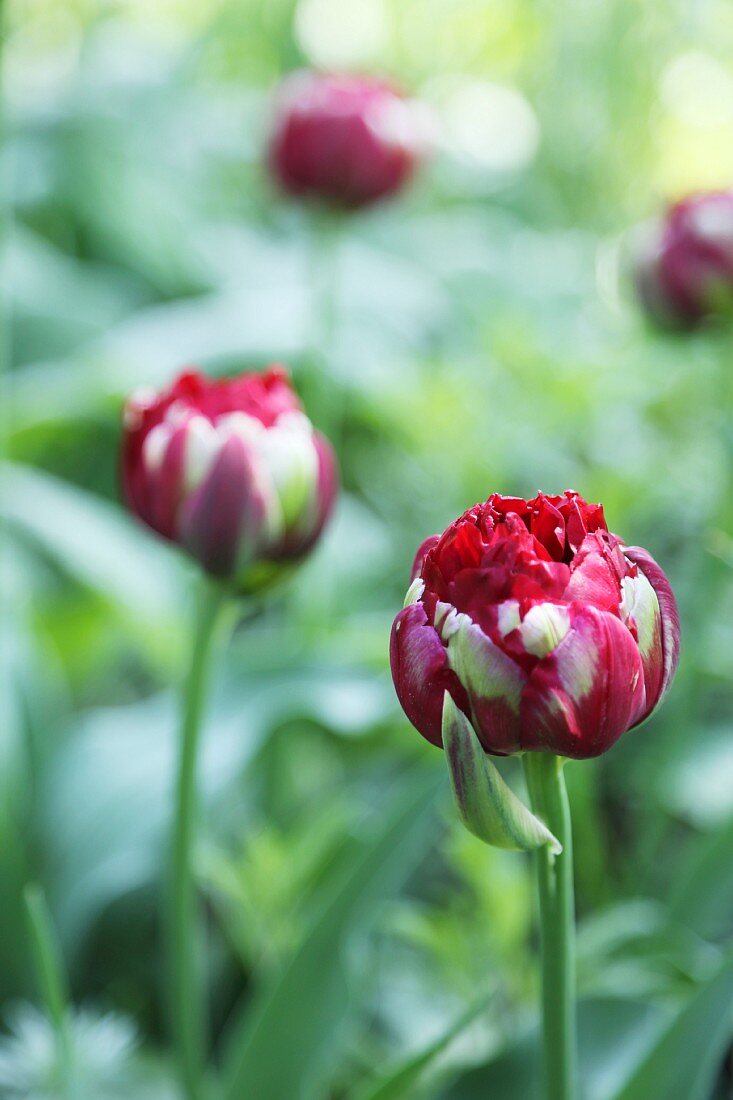 Dark red and white double tulips