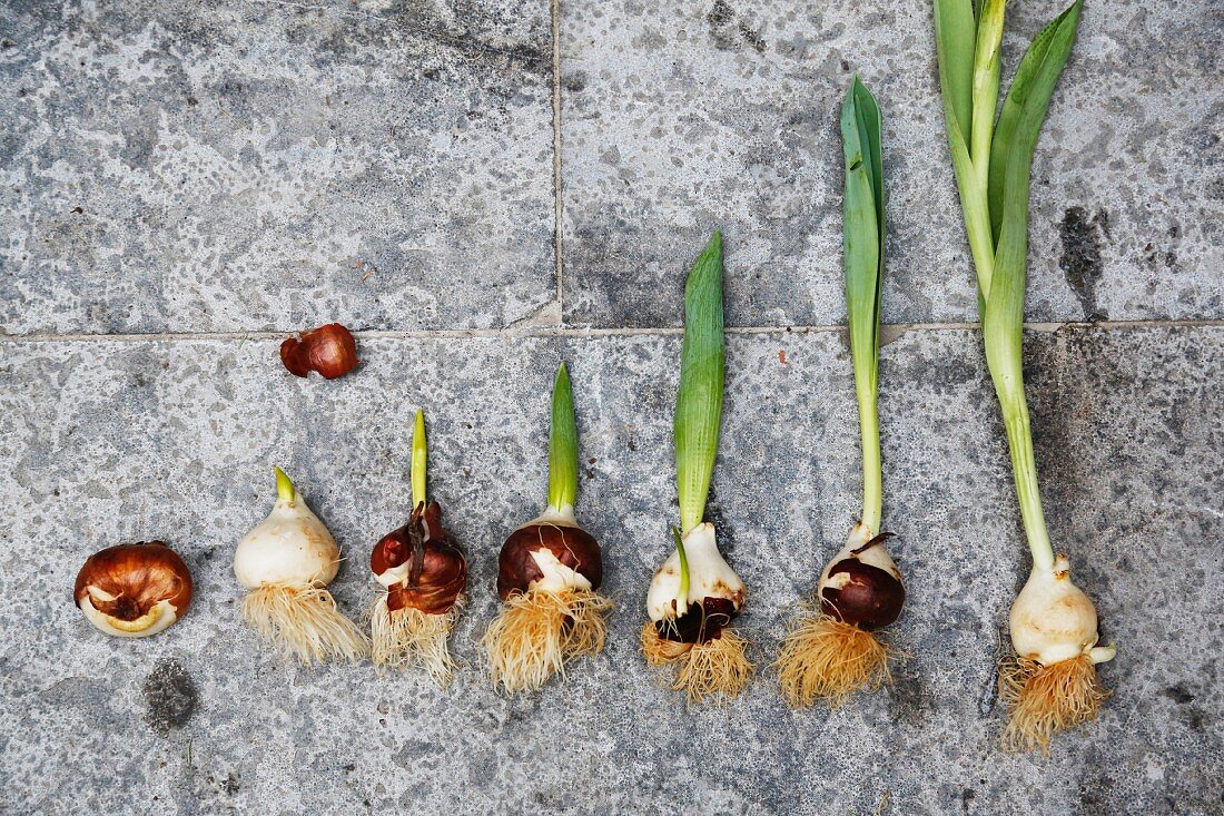 Development of a tulip from bulb to plant