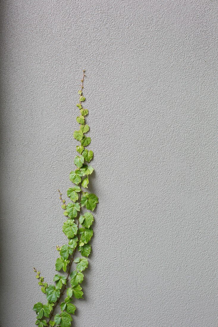 Green tendril plant on gray house wall