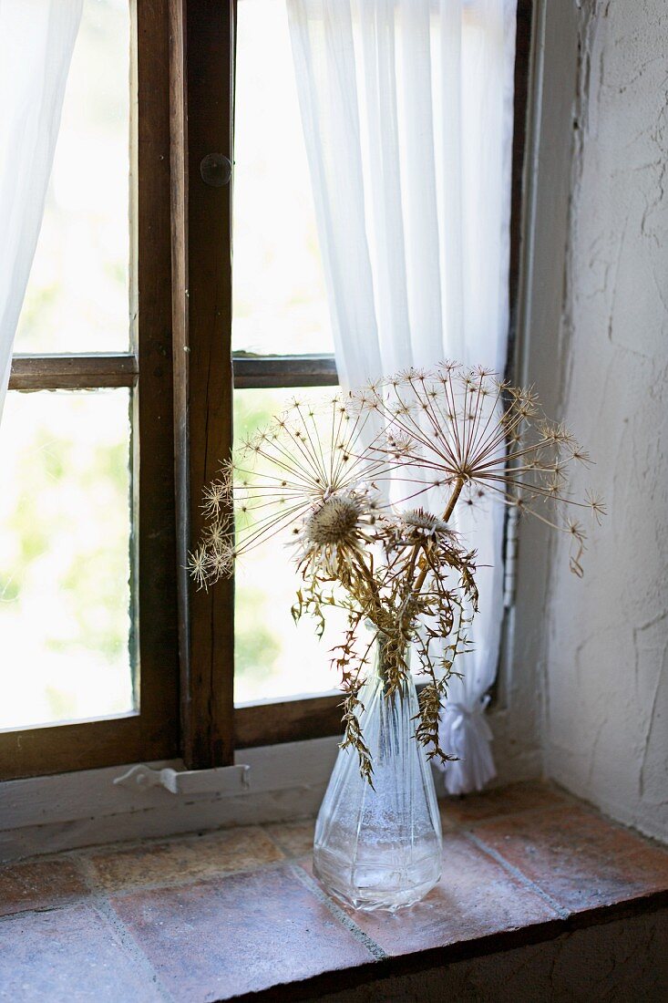 Getrocknete Disteln und Blütendolden am Fenster