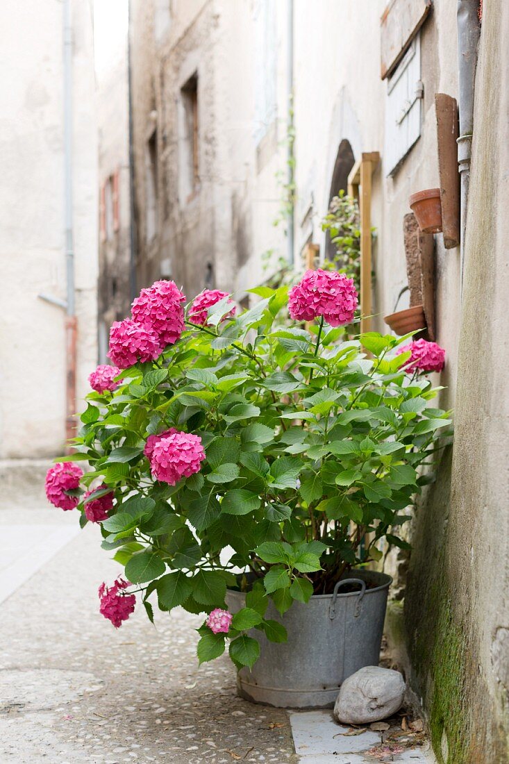 Pink hydrangeas in an old bucket against the wall of a Mediterranean house