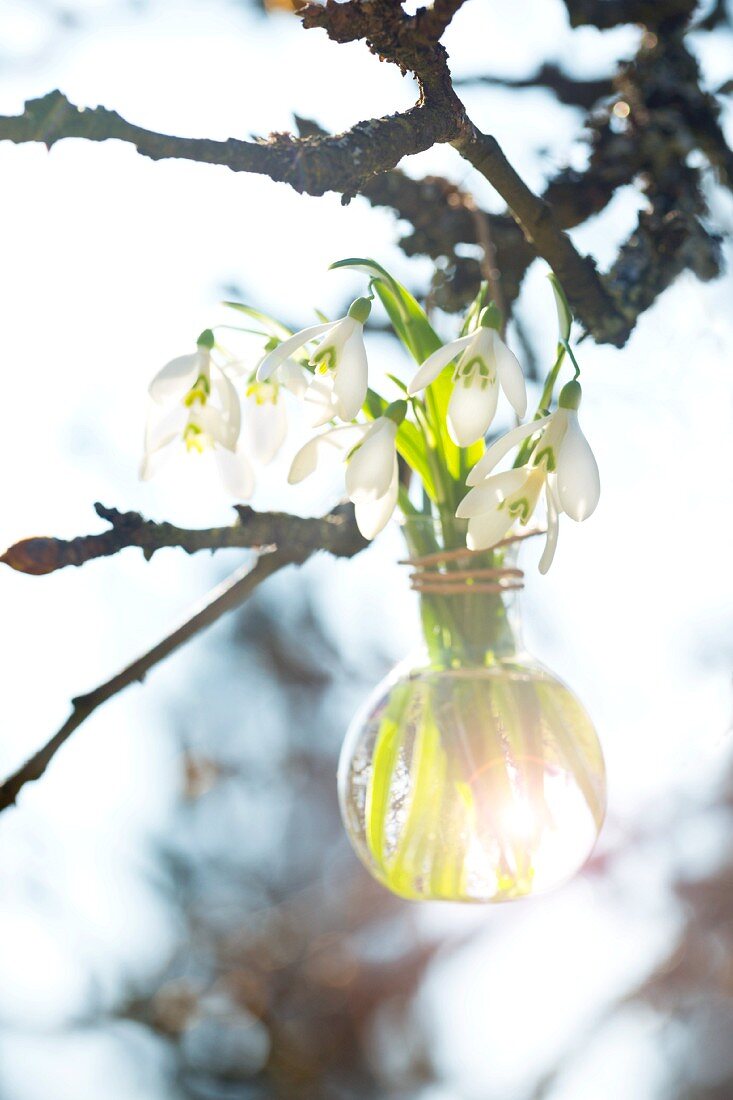 Snowdrops in a glass vase hanging from a twig