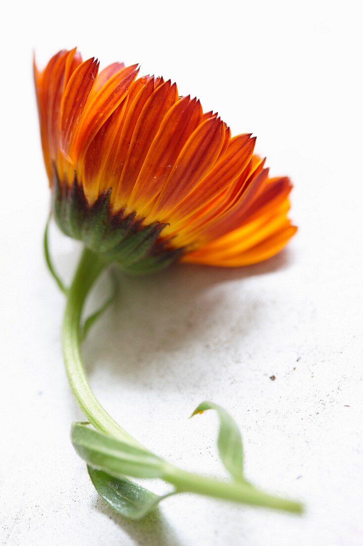 Eine Ringelblume (Calendula Officinalis)