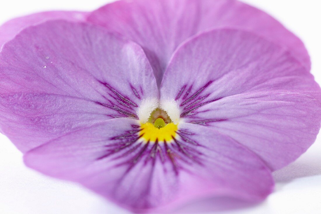 Eine violette Stiefmütterchenblüte (Nahaufnahme)