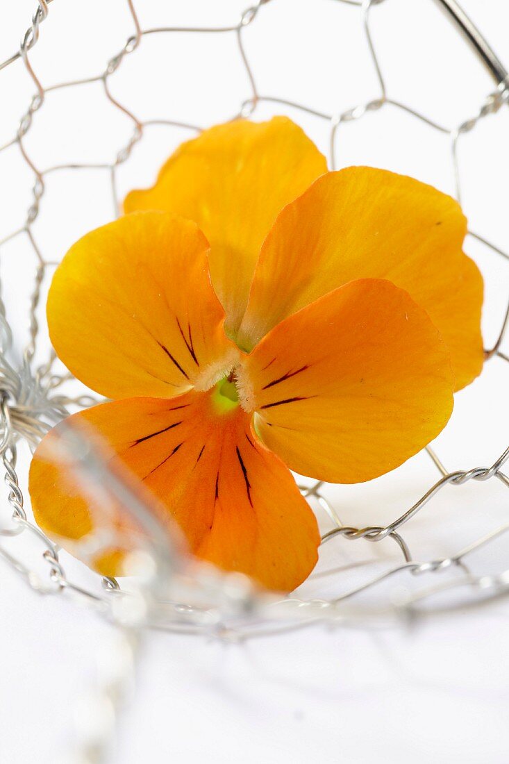 A yellow pansy in a wire basket (close-up)