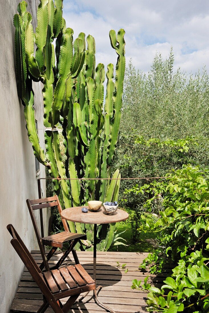 Einfacher Terrassenplatz an Hauswand mit zwei Klappstühlen vor üppigem Kaktus und Olivenbäumen