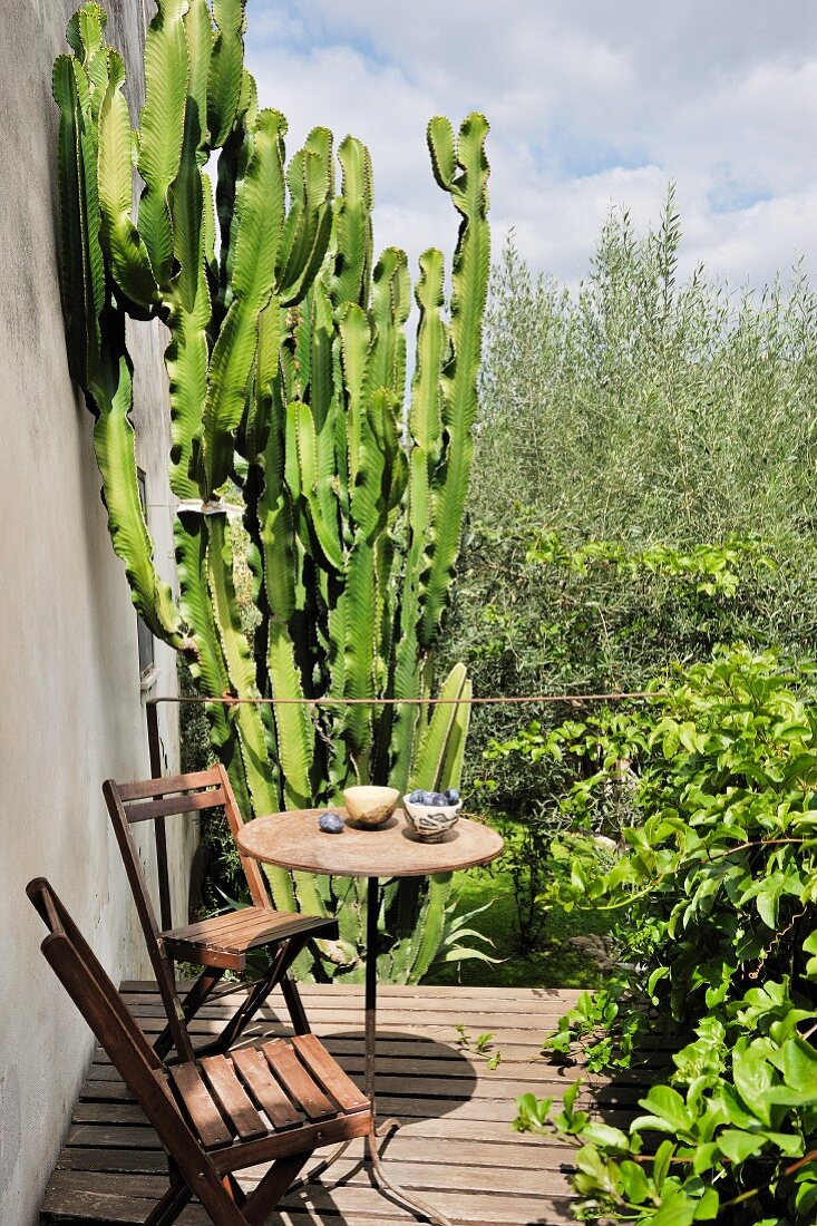 Two folding chairs on simple terrace in front of enormous cactue and olive trees