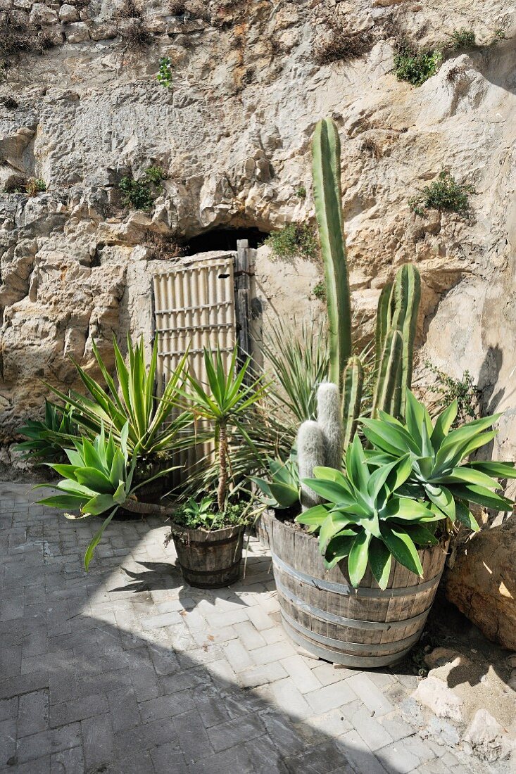 Mediterrane Pflanzen vor rustikaler Felswand