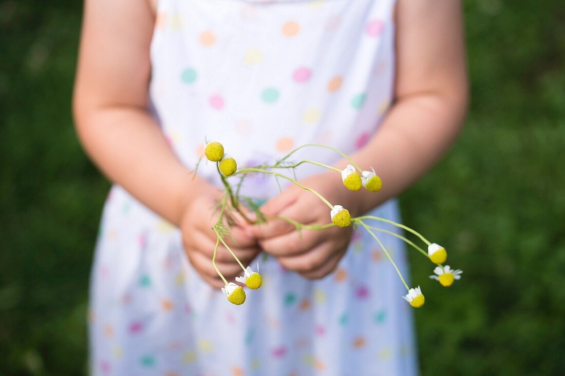 Kinderhände halten Kamillenblüten