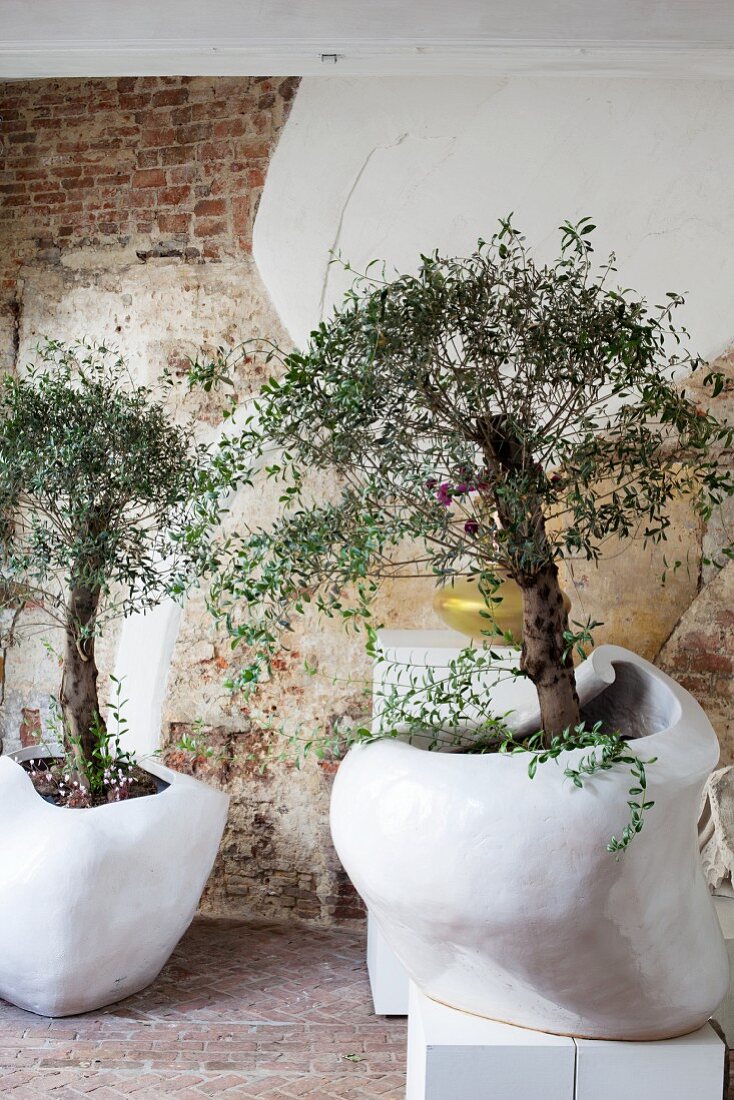 Zwei Zimmerbäume in organisch geformten, weißen Übertöpfen