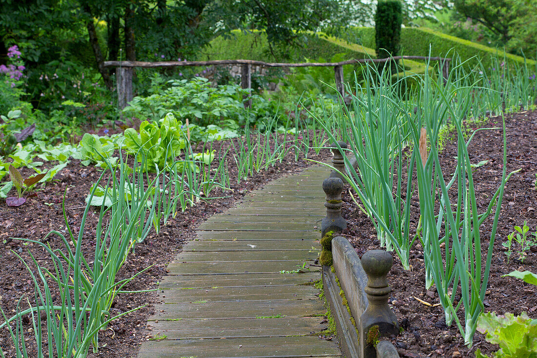 Wooden walkway between flower beds