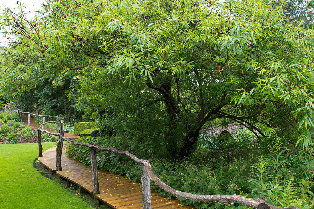 Wooden walkway next to a lush tree in green garden