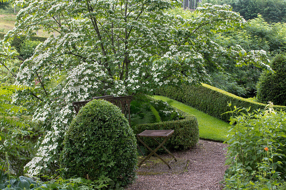 Flowering dogwood (Cornus) in garden with wooden bench and walkway