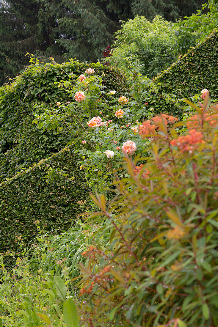 Flowering roses (pink) in front of a green hedge wall in the garden