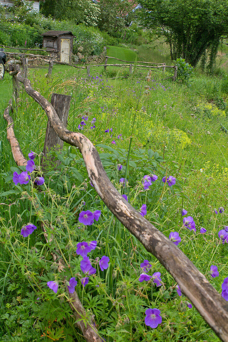 Naturbelassener Gartenzaun mit lila Wildblumen und Bienenhaus im Hintergrund