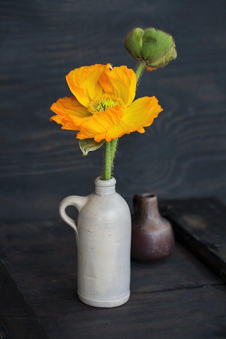 Yellow poppy and poppy buds in stoneware jug