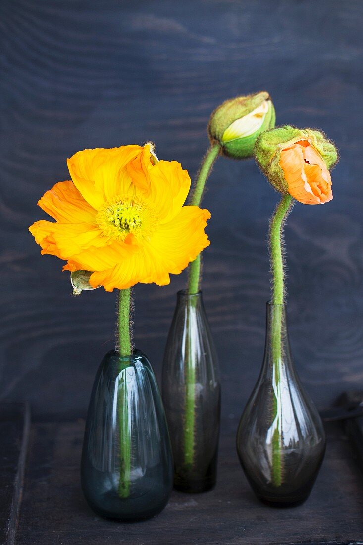 Gelbe Mohnblume und Knospen in verschiedenen dunklen Glasvasen