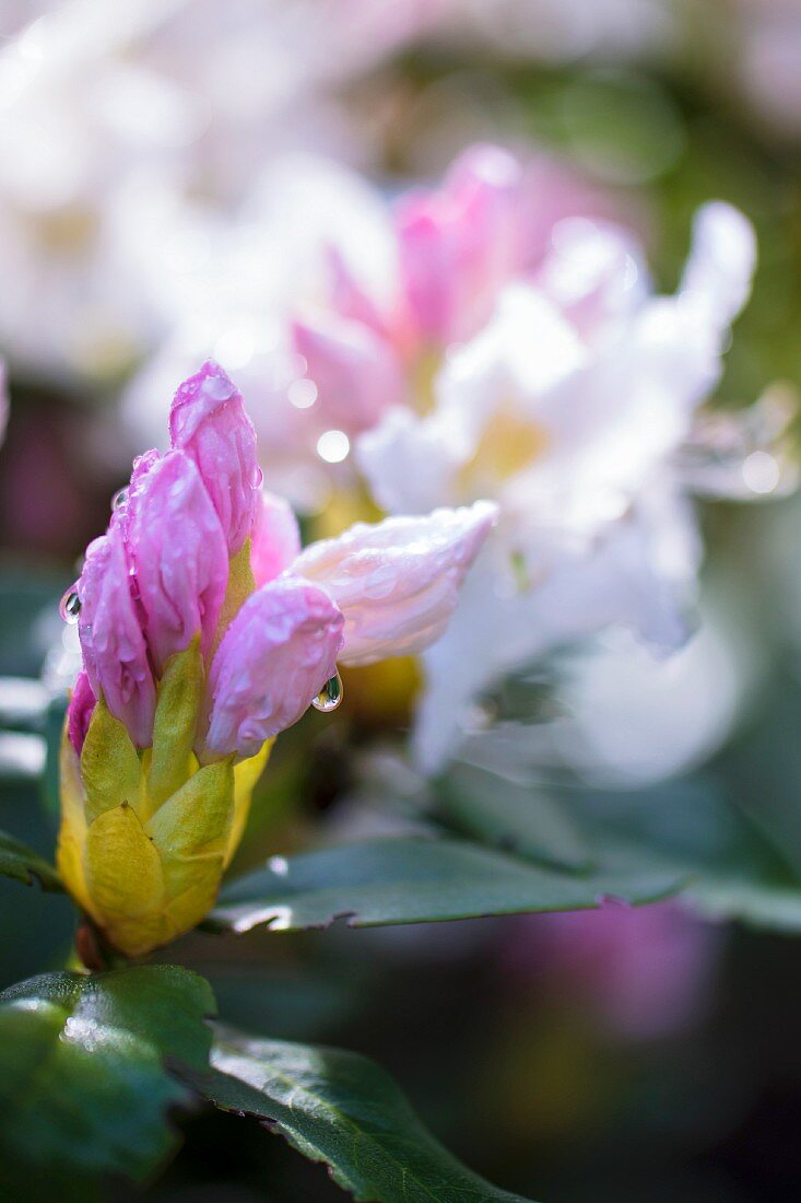 Rhododendron-Knospe mit Wassertropfen