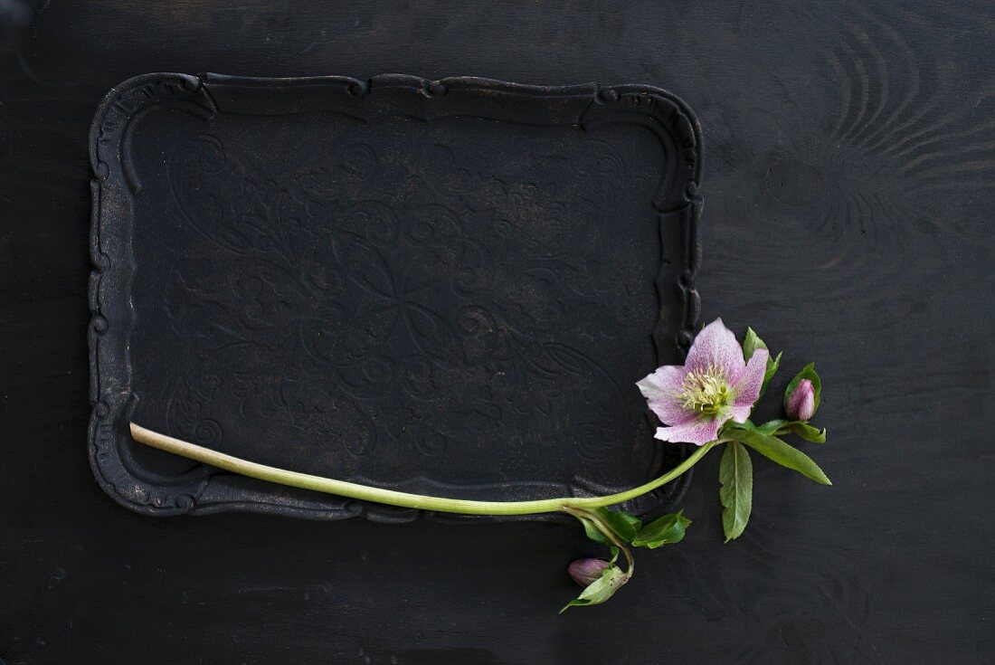 Rosa Christrose auf schwarzem Tablett