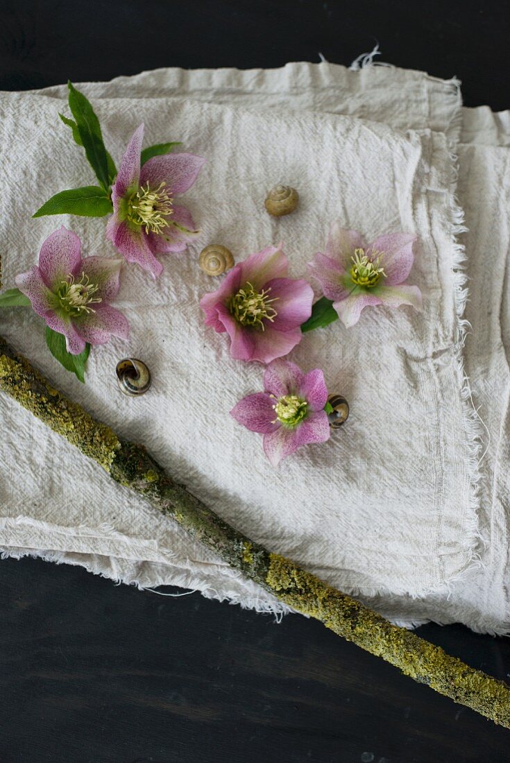 Pink hellebores, snail shells and mossy branch on linen cloth