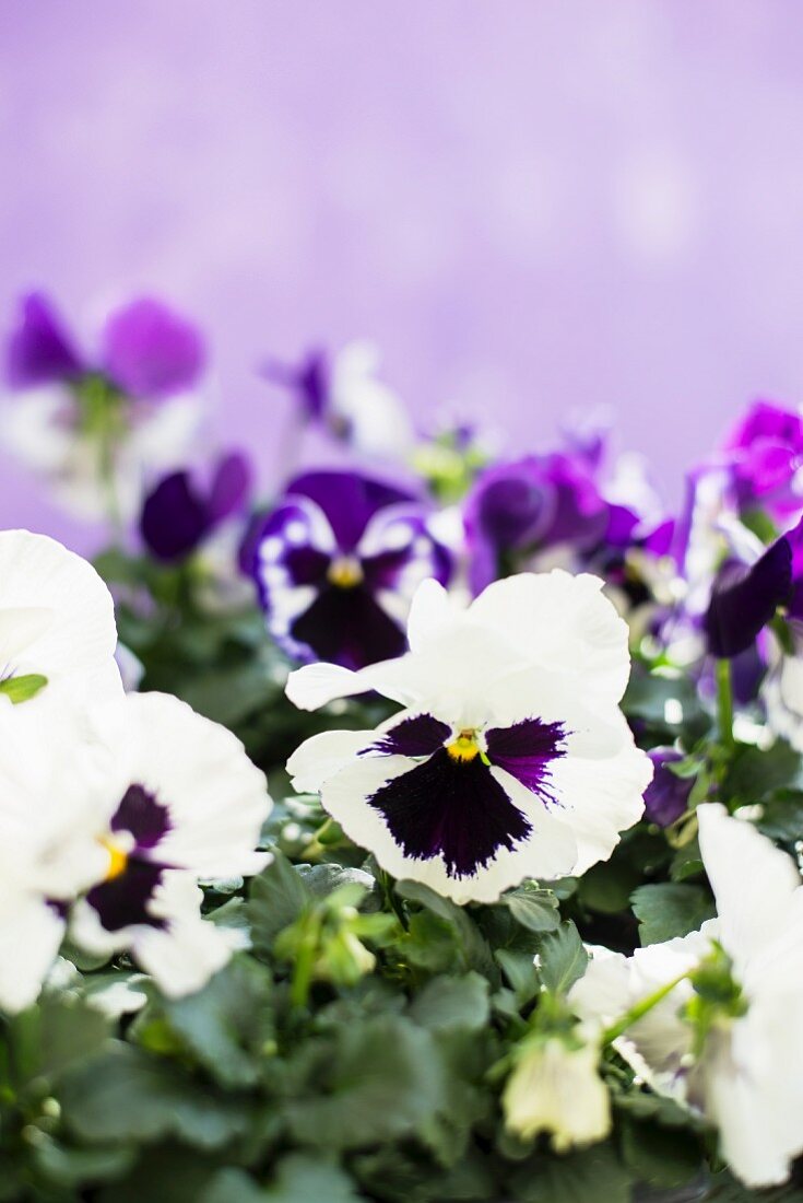 Violette und weiße Stiefmütterchen vor lilafarbenem Hintergrund