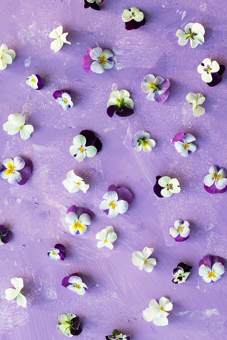 Stiefmütterchenblüten auf einem lilafarbenen Untergrund
