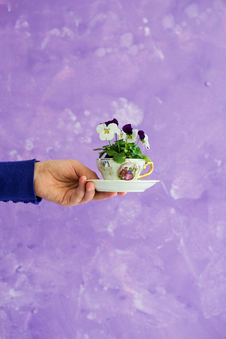 Viola planted in coffee cup held in hand