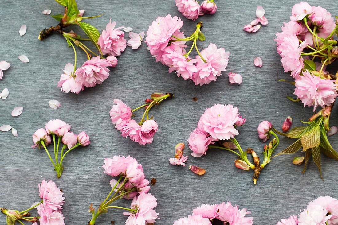 Rosafarbene Kirschblüten und Blüttenblätter auf grauem Grund
