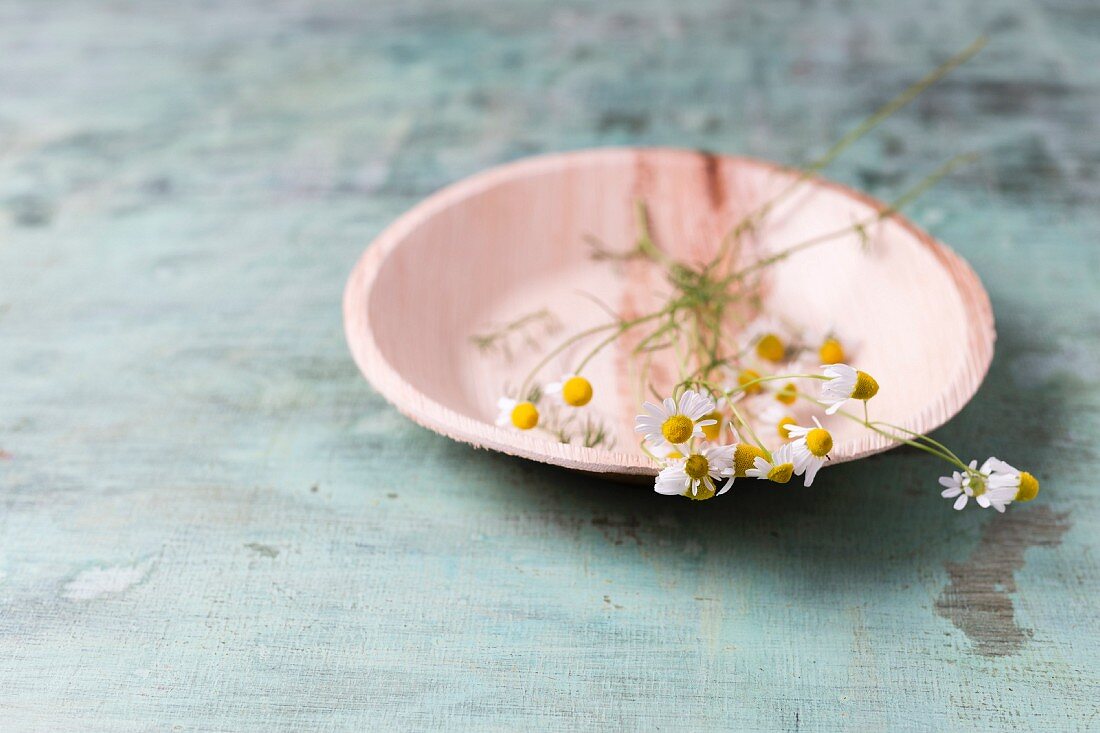 Edible chamomile flowers on plate