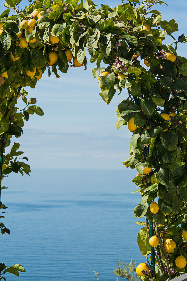 View of the sea through arch overgrown with lemons