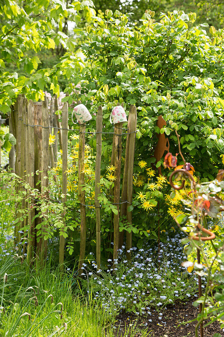 Chestnut paling fence in garden in early summer