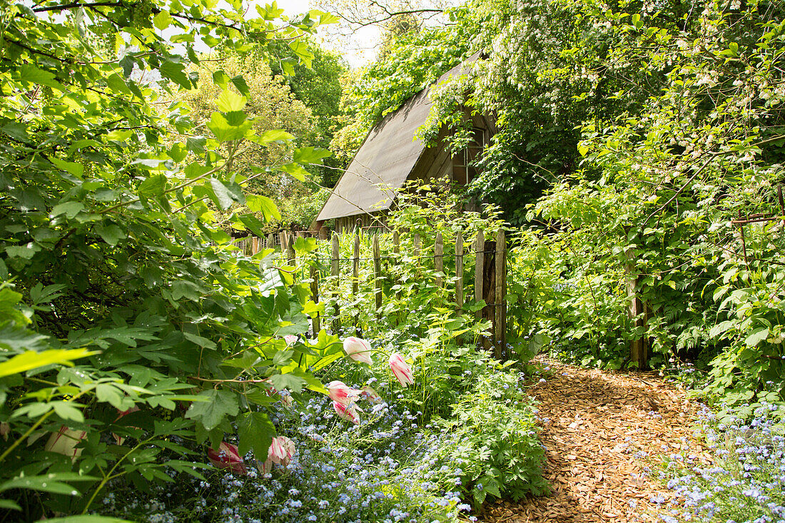 Mulched garden path leading through garden in early summer