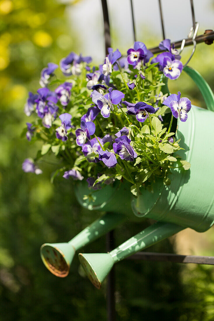 Watering cans planted with violas