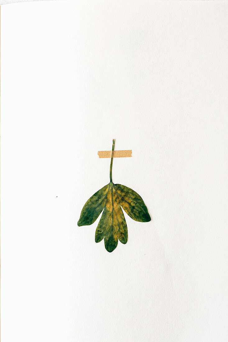 Blatt in botanisches Buch geklebt