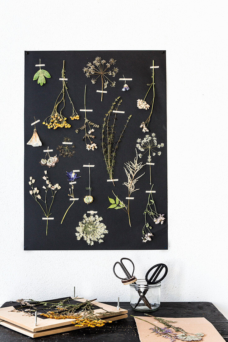 Gepresste Pflanzen und Blüten an schwarzem Fotokarton
