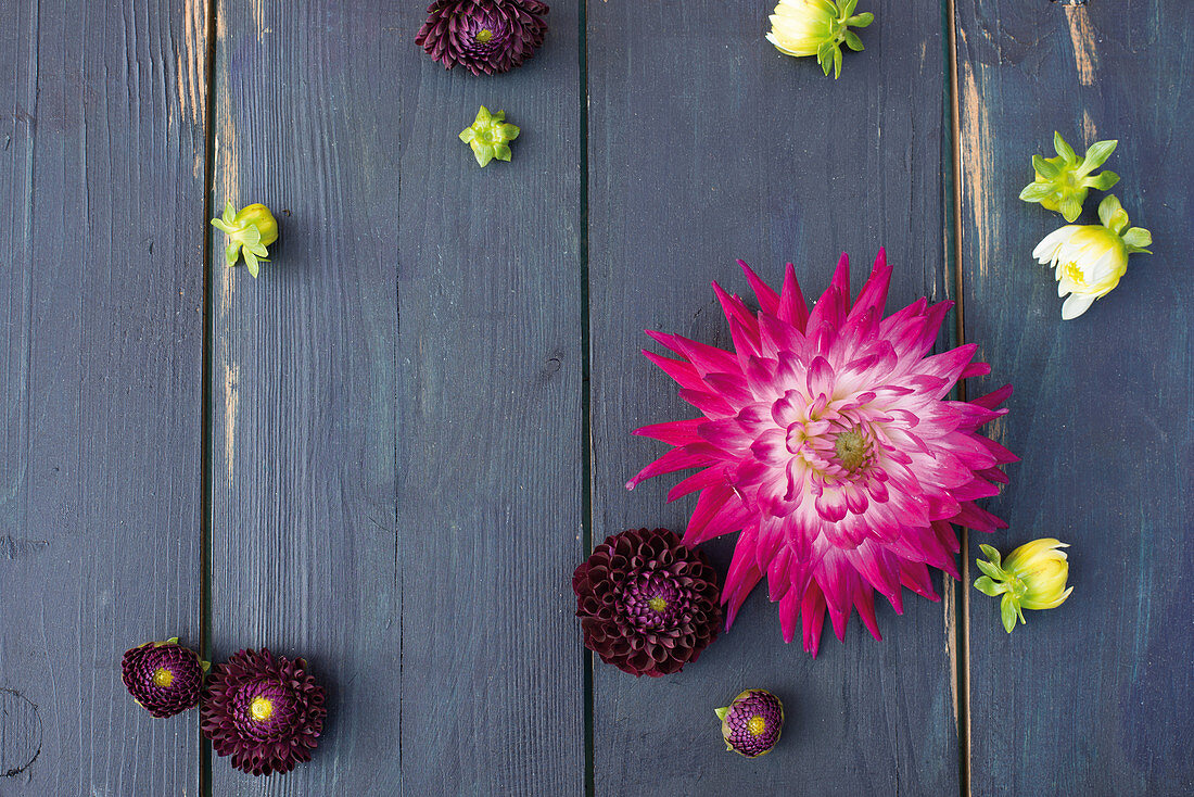 Dahlias on wooden surface