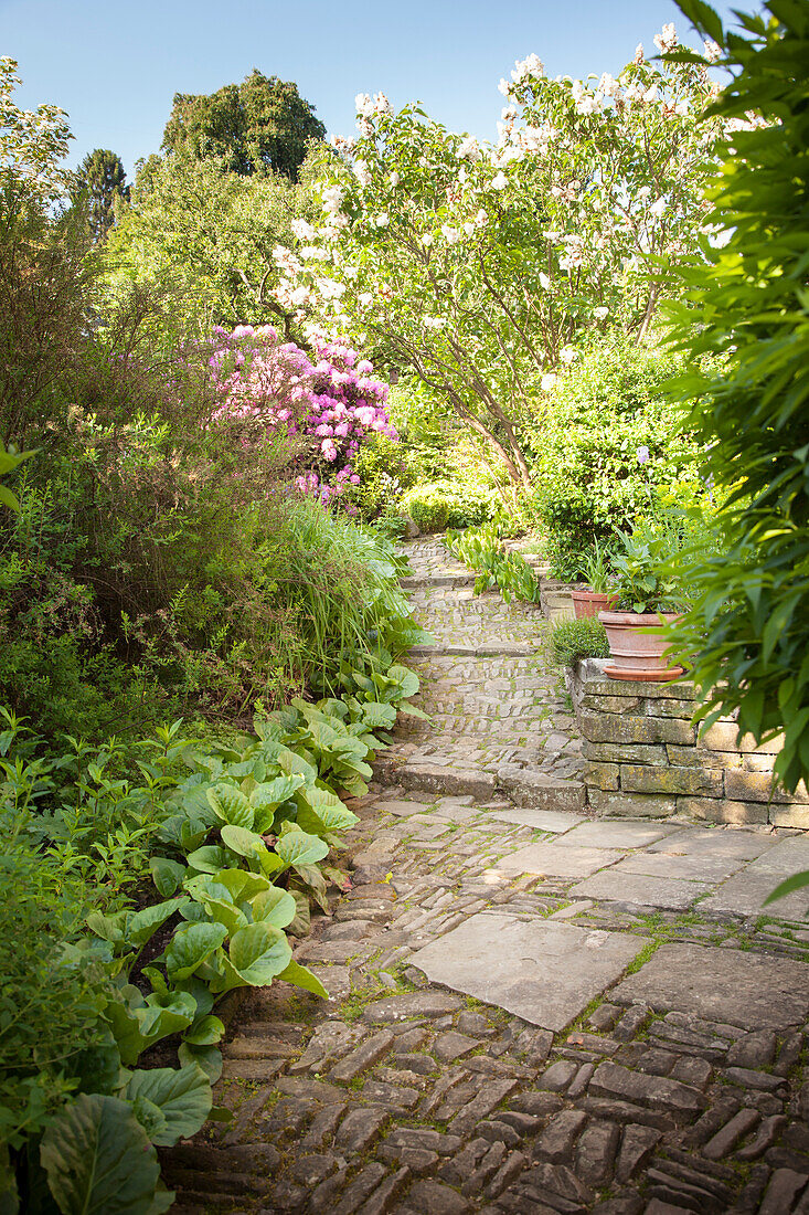 Stone path with steps leading through densely planted summer garden