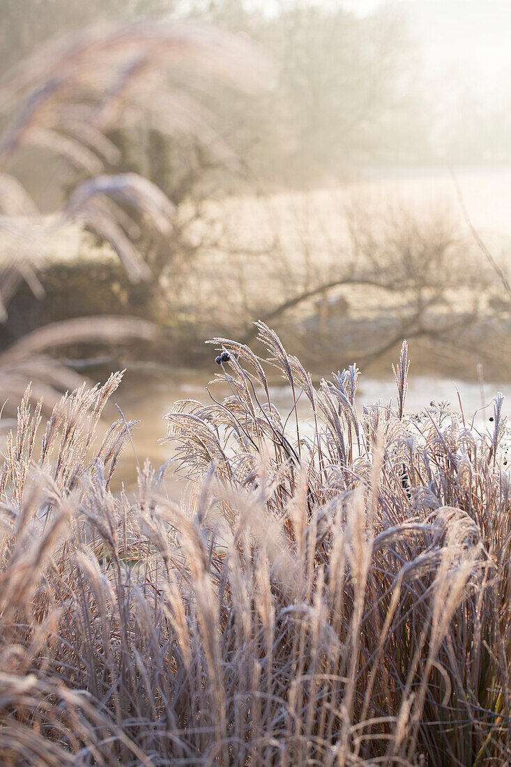 Frozen grasses in wintry landscape