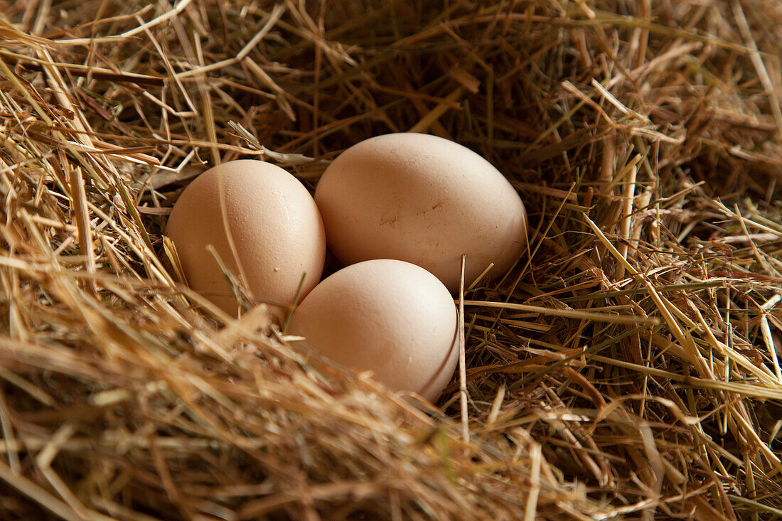 Three fresh brown hen's eggs lying in hay