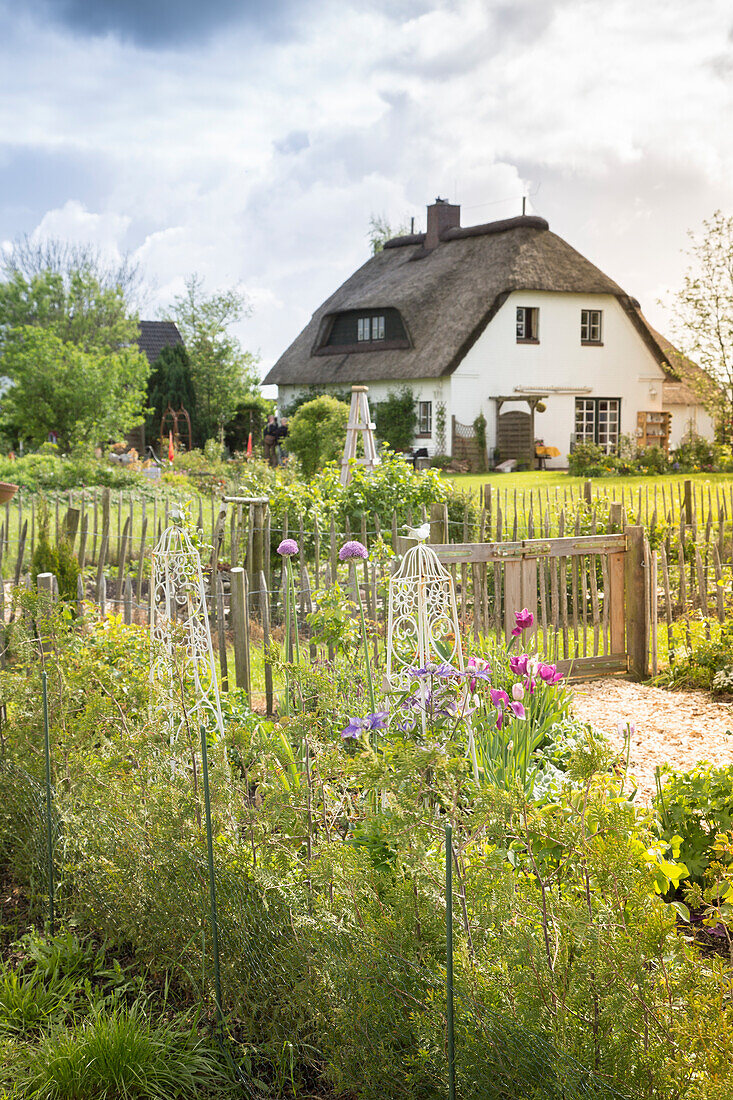 Eingezäunte Gartenbereiche, im Hintergrund Reetdachhaus (Schleswig-Holstein, Norddeutschland)