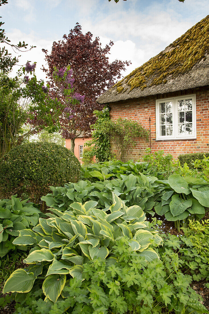 Hostas outside thatched house